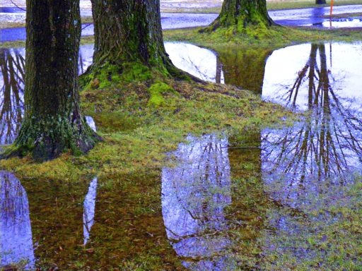 Der Lebensbaum im See der Seelen / Spaziergang am Chiemsee im Januar 